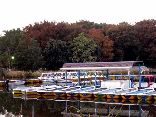 半分ほど紅葉している公園の木々