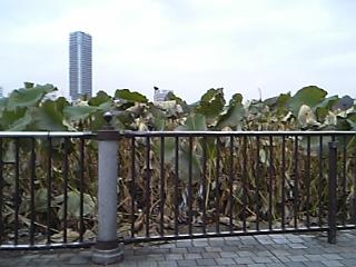 池を覆っている蓮